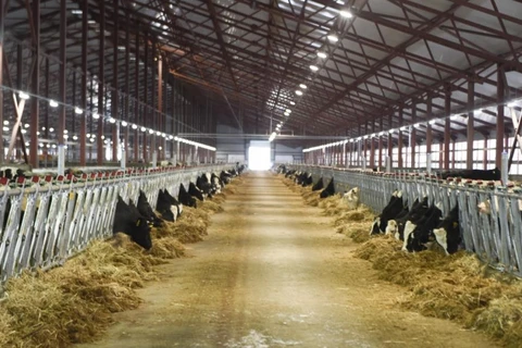 Le groupe TH True Milk étendra son troupeau de vaches laitières à 400.000 têtes