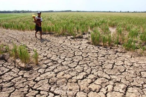 La Thaïlande propose un nouveau plan comme alternative à son système de garantie des prix du riz