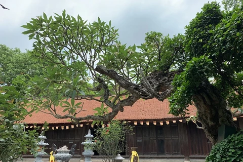 Vinh Nghiêm, pagode incontournable dans la province de Bac Giang