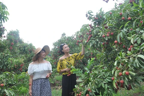 Voyage dans des verges à Bac Giang