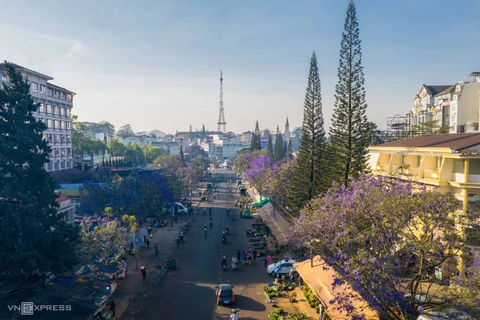 Da Lat à la saison des flamboyants violets