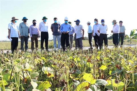 Ninh Thuan cherche à augmenter sa production en saison sèche