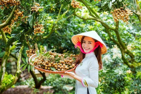 Les longanes frais du Vietnam conquièrent le marché australien