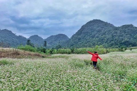 Champs de fleurs de sarrasin: un site incontournable pour prendre de photos à Ha Giang