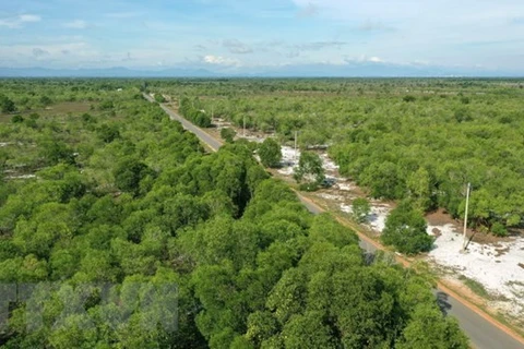 Le Vietnam veut faire de la sylviculture un secteur économique moderne