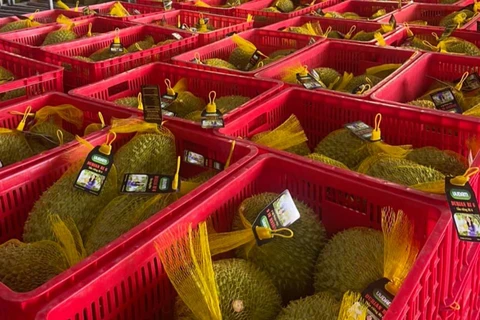 Le durian Ri6 du Vietnam bien apprécié en Australie
