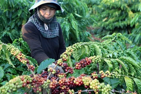 Le Vietnam cherche à élargir les marchés d'exportation des produits agricoles