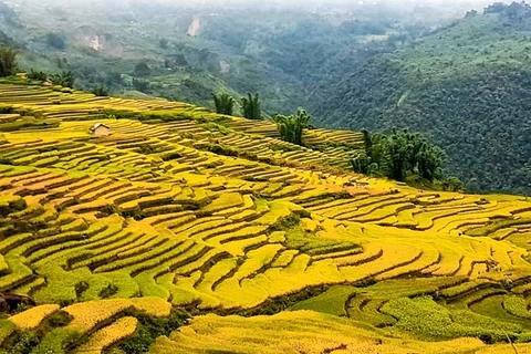 La beauté des rizières d’Y Ty à la saison du riz mûr 