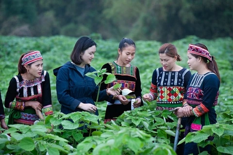 Le Vietnam s'emploie à garantir l'égalité des sexes dans les minorités ethniques