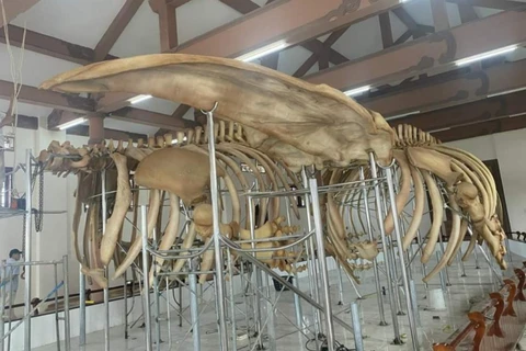 Restauration de deux squelettes de baleines datant de près de 300 ans à Ly Son