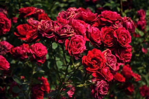 Les prix des roses de Da Lat augmentent de 2 à 3 fois avant la Saint-Valentin