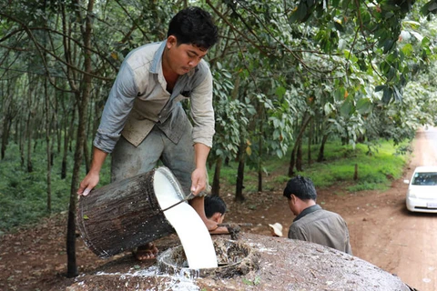 Le Cambodge exporte pour plus de 77 millions de dollars de caoutchouc et de bois d'hévéa