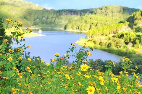 Dà Lat parmi les plus beaux endroits du monde où admirer les fleurs, selon Booking.com