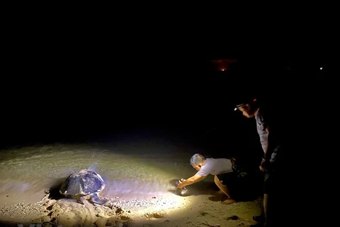 Côn Dao – un endroit sûr et idéal pour les tortues marines