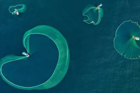 La beauté de la pêche aux anchois à Phu Yen 