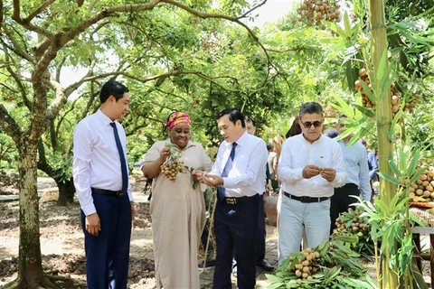 Hung Yên promeut la marque de ses longanes auprès des amis internationaux