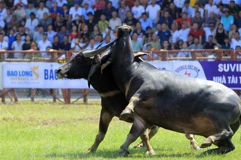 Ouverture de la Fête du combat de buffles à Dô Son