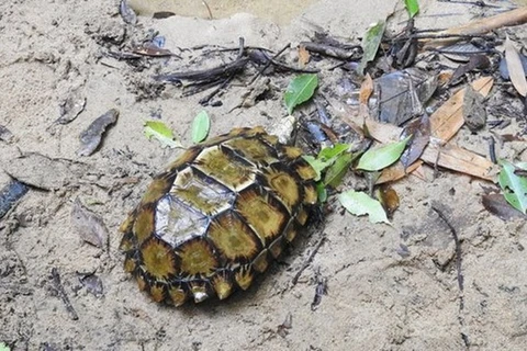 Quelques individus de la tortue terrestre Manouria impressa vus à Khanh Hoa