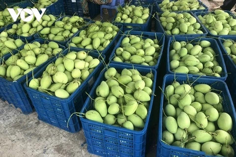 Dông Thap mise sur l’exportation de ses mangues