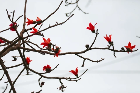 La spectaculaire floraison des kapokiers à Hoa Binh 