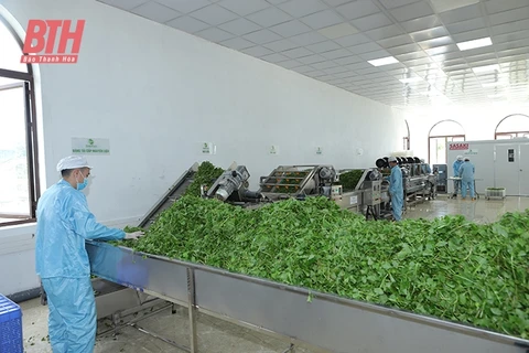 La province de Thanh Hoa vise une agriculture moderne et durable