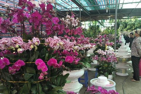 Le marché floral de Van Phuc bat son plein à l’approche du Têt
