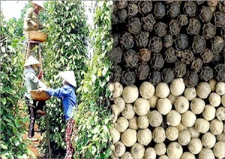 Le Vietnam invite l’Inde à reprendre certaines importations agricoles vietnamiennes