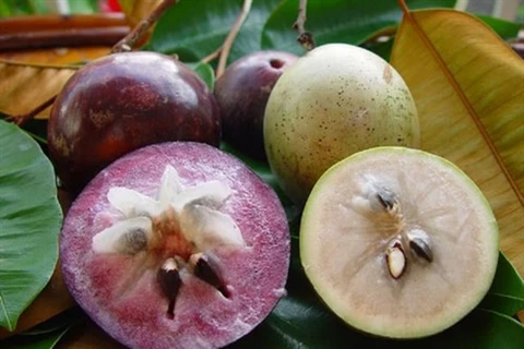 La pomme étoilée fraîche du Vietnam s’exporte aux États-Unis