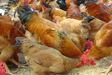 L’Arabie saoudite suspend l’importation de volailles du Vietnam