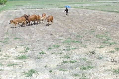 Le Vietnam cherche à se protéger face à la météo extrême