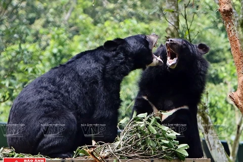 Plan bien léché pour les ours dans la zone tampon à Tam Dao
