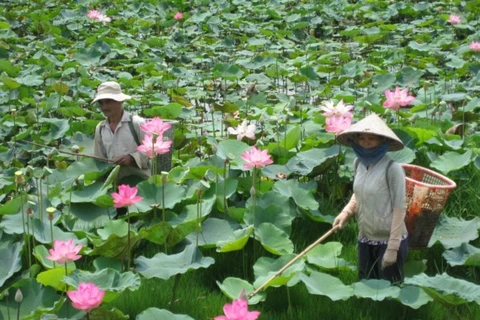 Ouverture de la Fête des fleurs de lotus à Dông Thap