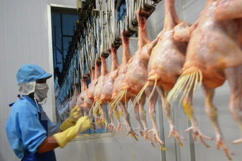 Premier lot de poulet vietnamien exporté vers le Japon en septembre