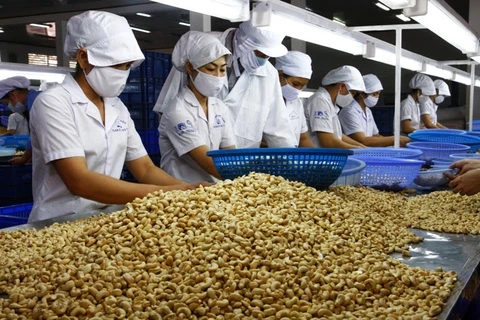 La noix de cajou vietnamienne appréciée sur le marché américain