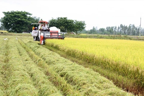 Appliquer les hautes technologies dans la production agricole dans le quadrilatère de Long Xuyen