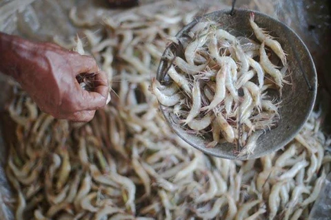 La Thaïlande suspend les importations de crevettes indiennes
