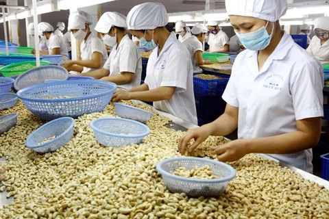 Le Vietnam exporte 3,52 milliards de dollars de noix de cajou en 2017