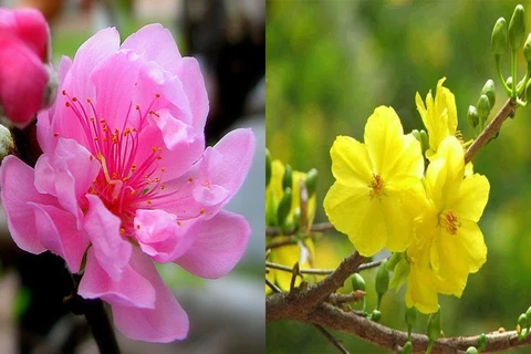 Des fleurs et plantes pour accueillir le printemps en beauté