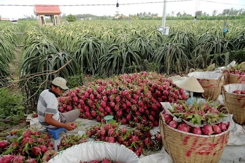 L'Australie aide le Vietnam dans le développement agricole