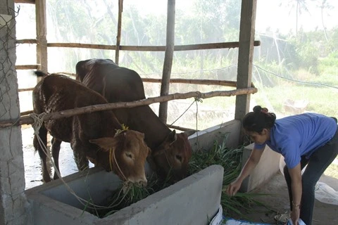 La pauvreté cède du terrain chez les Khmers à Soc Trang