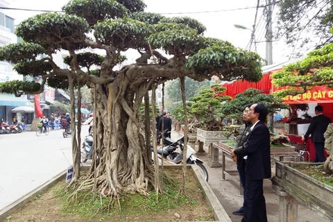 Triều Khúc, la passion des bonsaïs 