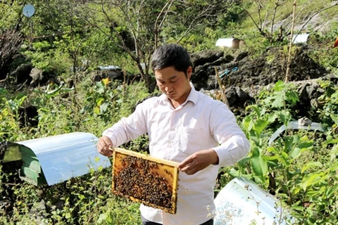 Hà Giang mise sur le maraîchage bio et l’apiculture