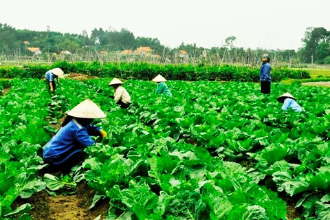 Les produits du terroir favorisent le développement économique local