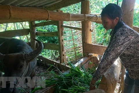 Thua Thiên-Huê accorde un fonds de 11 millions d’USD pour soutenir les habitants montagneux