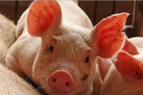 Renforcement des mesures de prévention de la peste porcine africaine