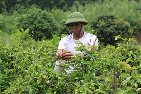 Nécessité de développer la culture des plantes médicinales