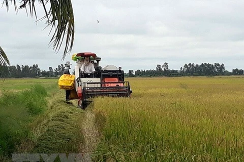 Le 3e Festival du riz du Vietnam prévu en décembre prochain