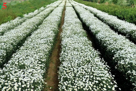 Le retour attendu de la saison des fleurs d’échinacée blanche à Hanoi