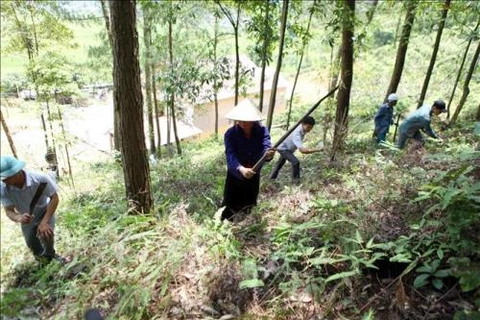 Quang Nam : lancement d’un projet pour la gestion forestière durable