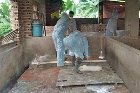 Assistance internationale à la lutte contre la peste porcine africaine au Vietnam